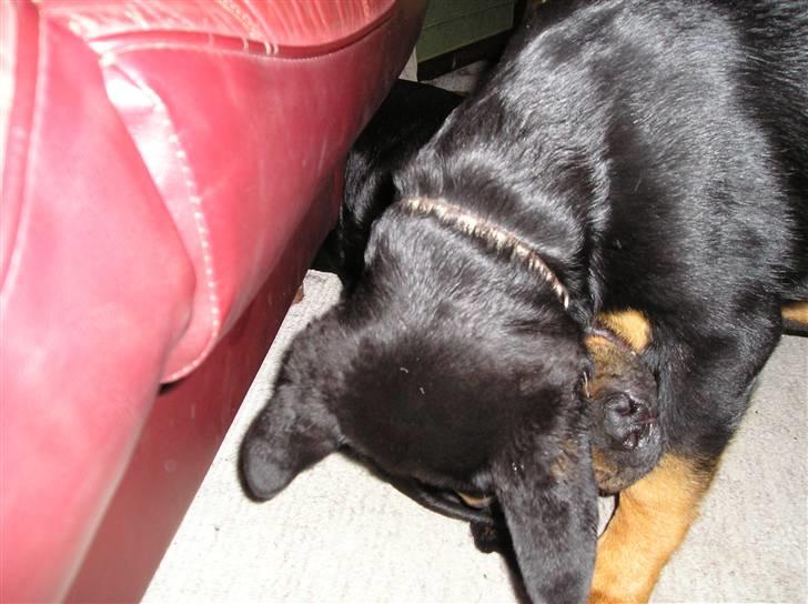 Rottweiler Xena billede 8