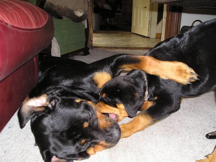 Rottweiler Xena billede 9