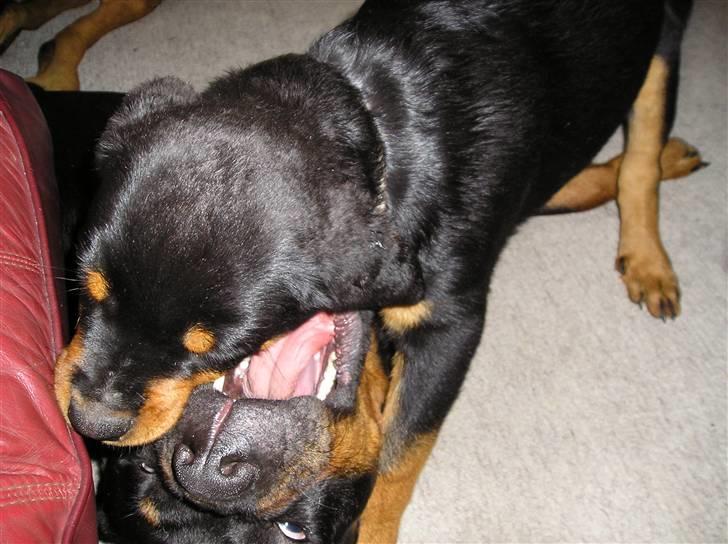 Rottweiler Xena billede 10