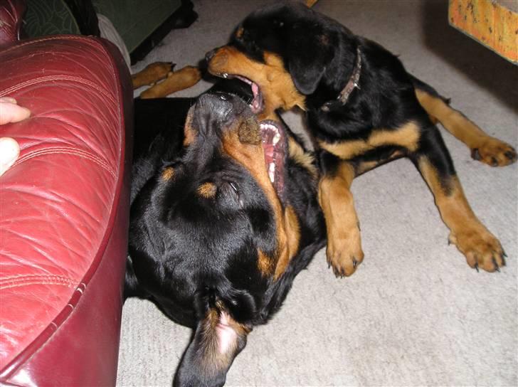 Rottweiler Xena billede 11