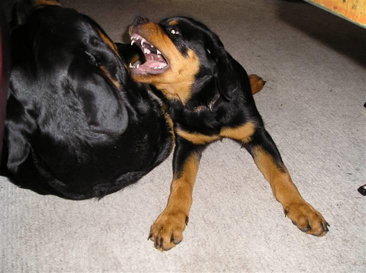 Rottweiler Xena billede 12