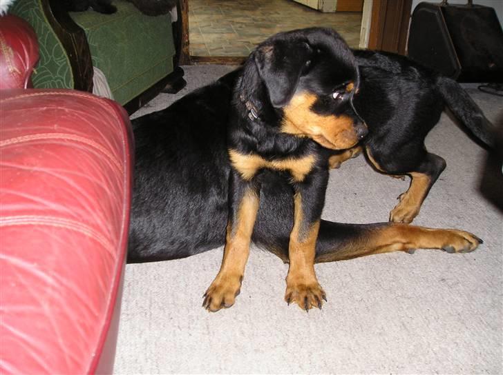 Rottweiler Xena billede 13