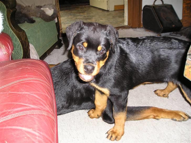 Rottweiler Xena billede 14
