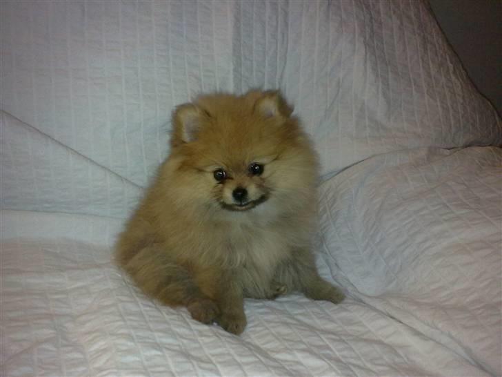 Pomeranian Emmalie billede 14