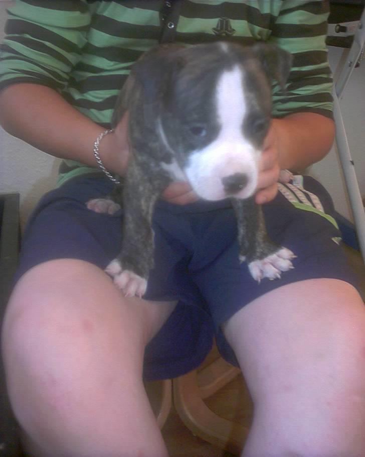 Amerikansk staffordshire terrier chico billede 1