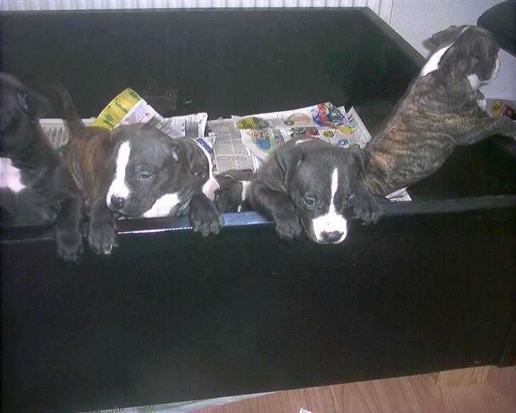 Amerikansk staffordshire terrier chico billede 2