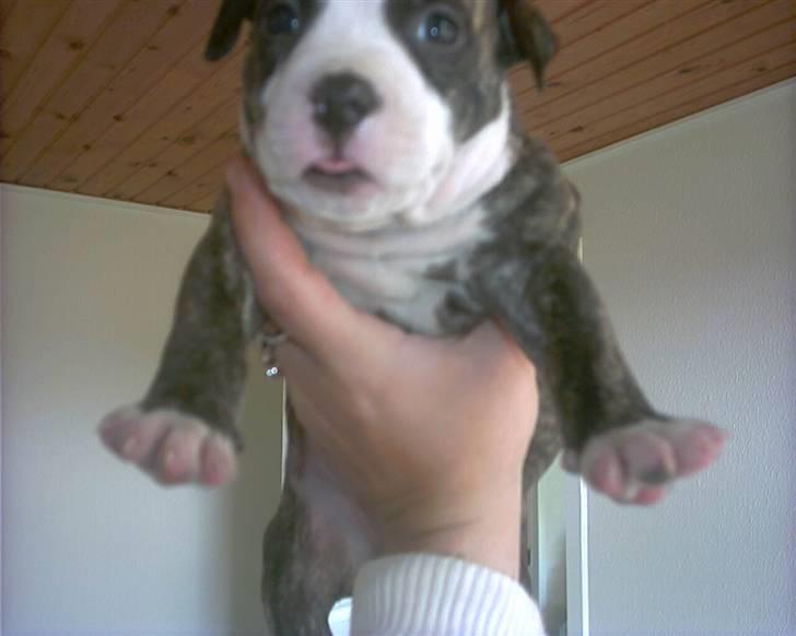 Amerikansk staffordshire terrier chico billede 3