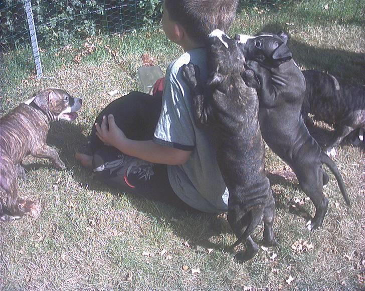 Amerikansk staffordshire terrier chico billede 4