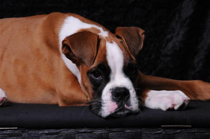 Boxer Charlie Vom Hause Chagall billede 8