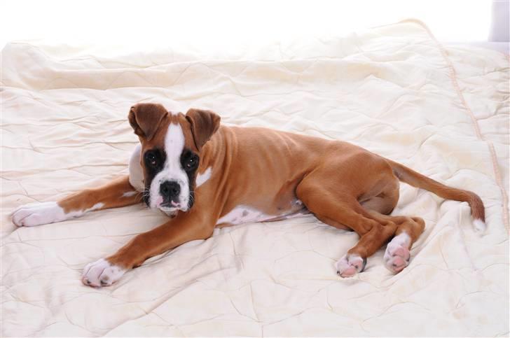 Boxer Charlie Vom Hause Chagall billede 9