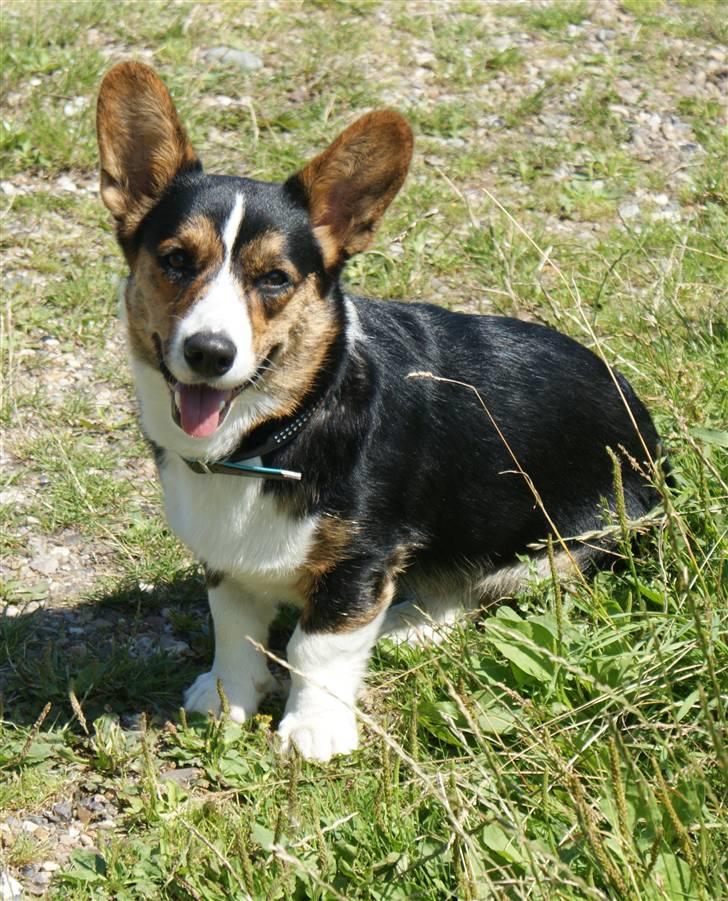 Welsh corgi cardigan Team Ulrich's Haps - tuttet nuttet xD 09  billede 8