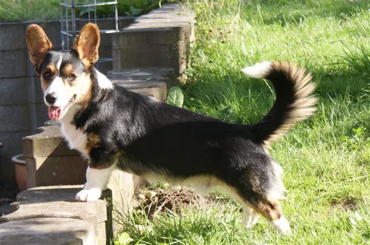 Welsh corgi cardigan Team Ulrich's Haps - bailey i haven 09.. jeg er den store vagthund!!!!! billede 9