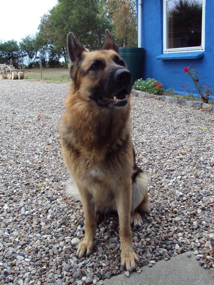 Schæferhund harrestrup friga  (rip):( - du er i mit hjerte for evigt billede 13