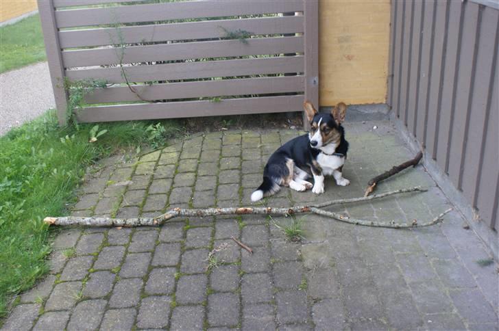 Welsh corgi cardigan Team Ulrich's Haps - silkeborg danparcs..bebse tog denne store pind med ca. en halv kilometer fra skoven og tilbage til hytten xD skører kræ :D  billede 10