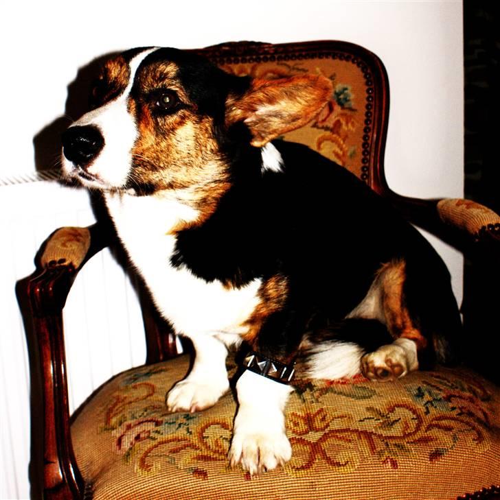 Welsh corgi cardigan Team Ulrich's Haps - bailey i et gangster øjeblik xD læg mærke til nittearmbåndet 8D dec. 09. har redigeret det lidt, synes selv det ser sejere ud en originalen. billede 11