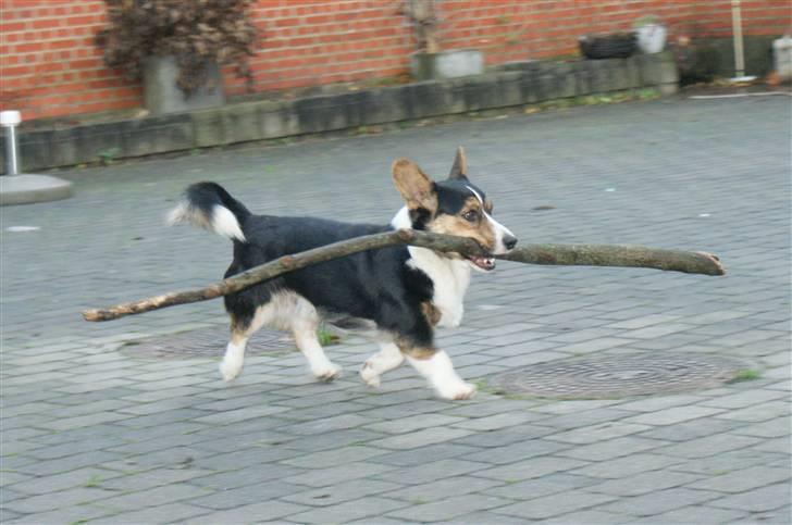 Welsh corgi cardigan Team Ulrich's Haps - IHH MIN PIND!!! 3 m. lang. rimelig tyk. tykkere end mit håndled ihvertfald! fra et af vores træer der væltede i stormen. Efteråret 09 billede 12