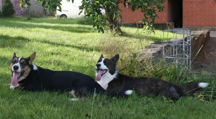 Welsh corgi cardigan Team Ulrich's Haps - mine drenge <3 haven 09 billede 13