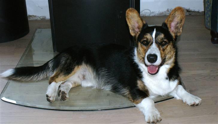 Welsh corgi cardigan Team Ulrich's Haps - tager lige en slapper.. billede 14