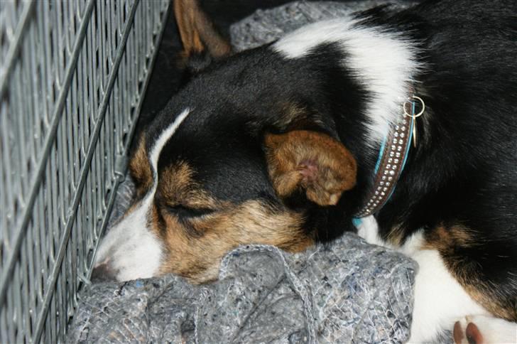 Welsh corgi cardigan Team Ulrich's Haps - så er vi på vej hjem fra sommerhus..bailey er helt færdig.. bilen 09 billede 15