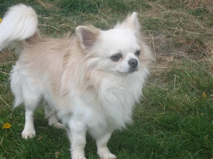 Chihuahua Sado billede 1