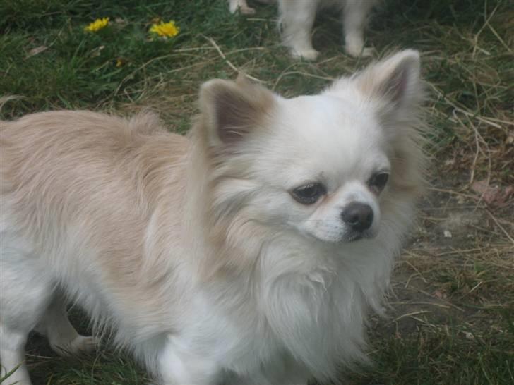 Chihuahua Sado billede 2