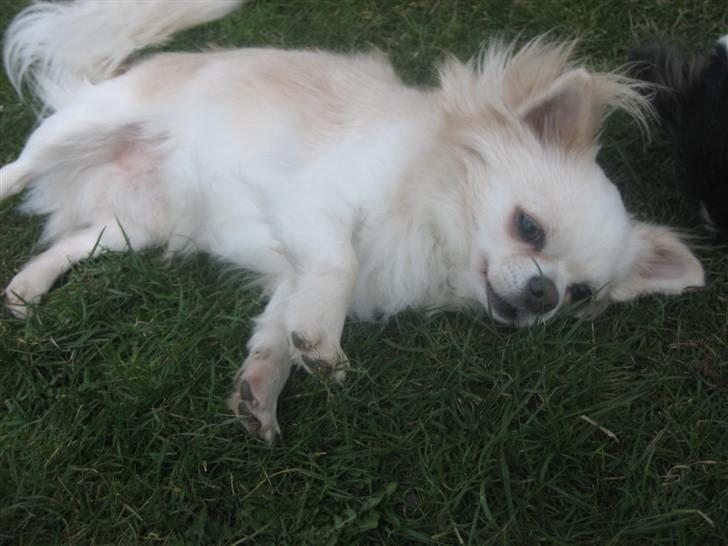 Chihuahua Sado billede 3