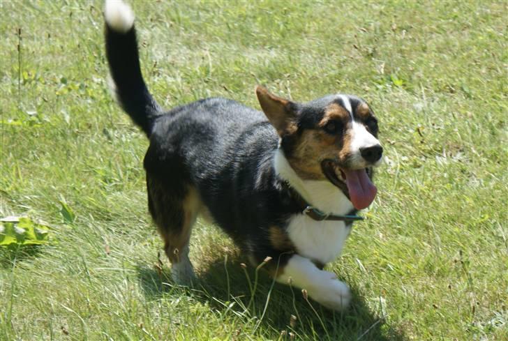 Welsh corgi cardigan Team Ulrich's Haps - WEEEE xD sommerhus 09 billede 16