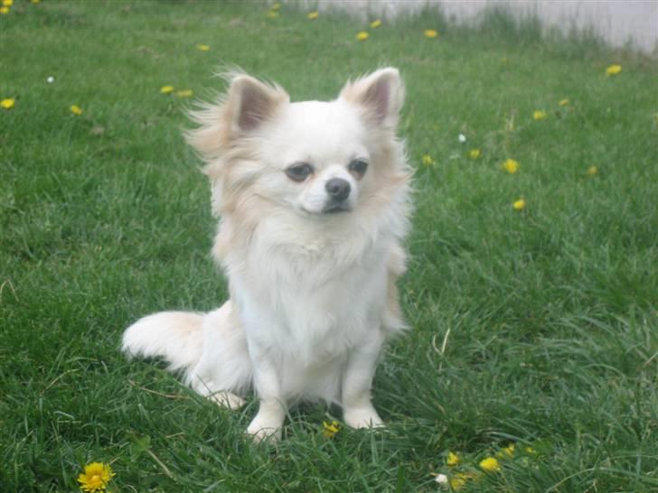 Chihuahua Sado billede 4