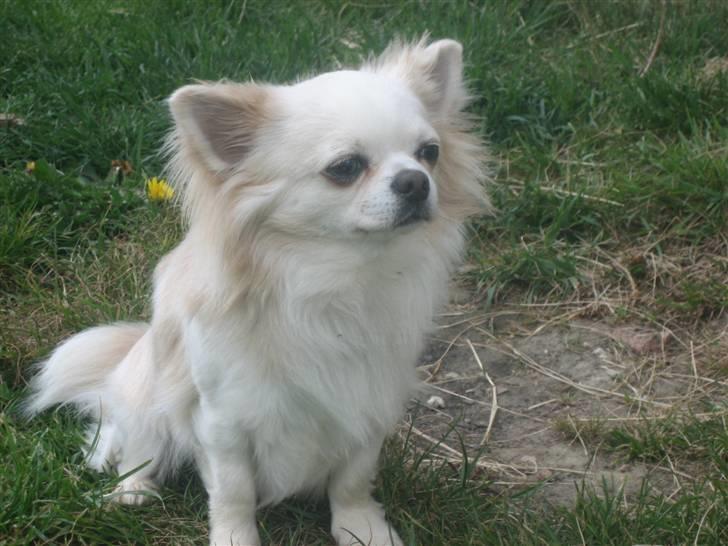 Chihuahua Sado billede 5