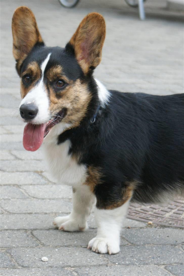 Welsh corgi cardigan Team Ulrich's Haps - første billede jeg overhovedet tog af bailey :D billede 17