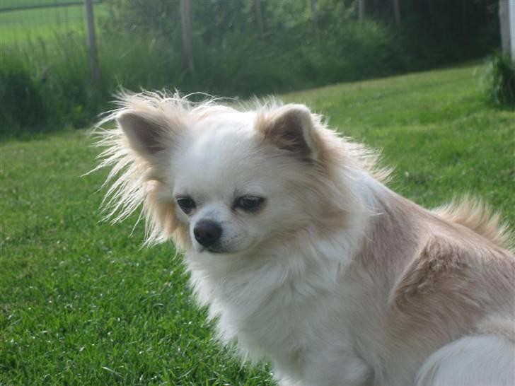 Chihuahua Sado billede 6