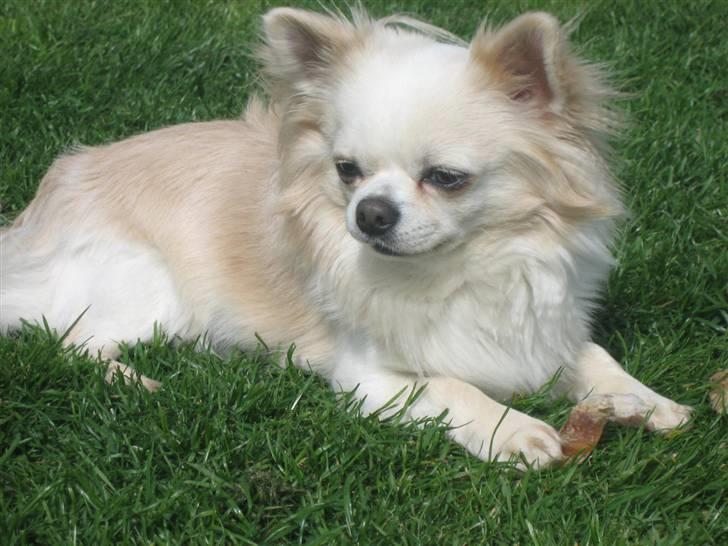 Chihuahua Sado billede 7