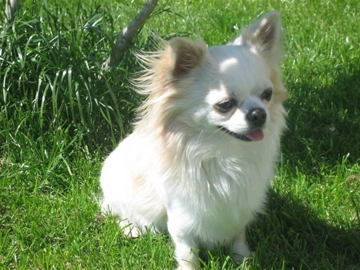 Chihuahua Sado billede 8