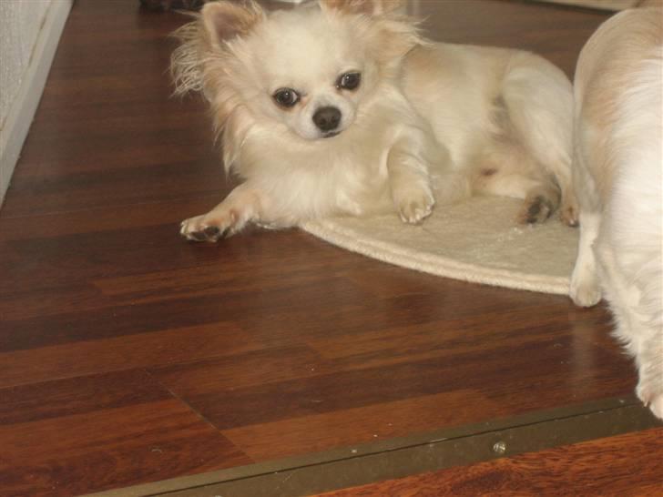 Chihuahua Sado billede 9