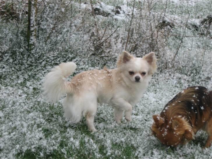 Chihuahua Sado billede 10