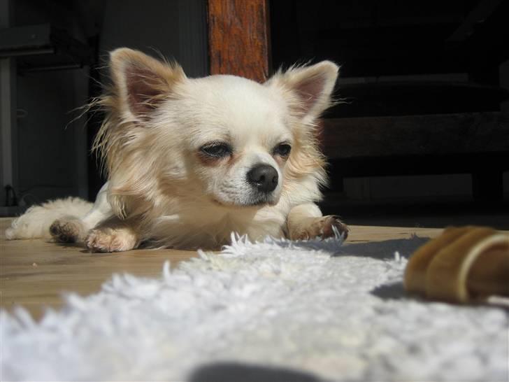 Chihuahua Sado billede 11