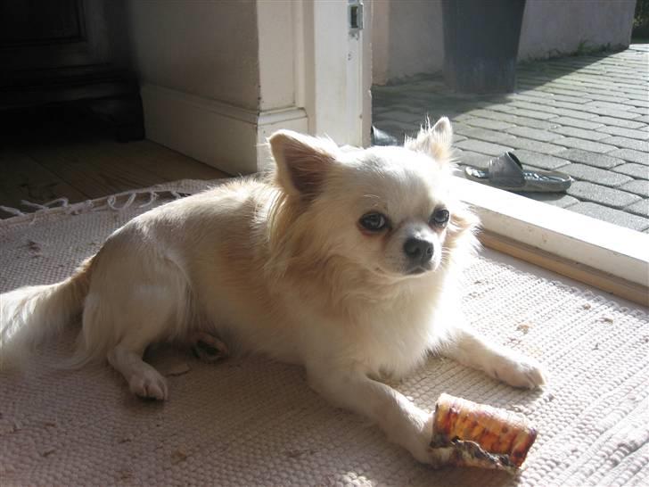 Chihuahua Sado billede 12