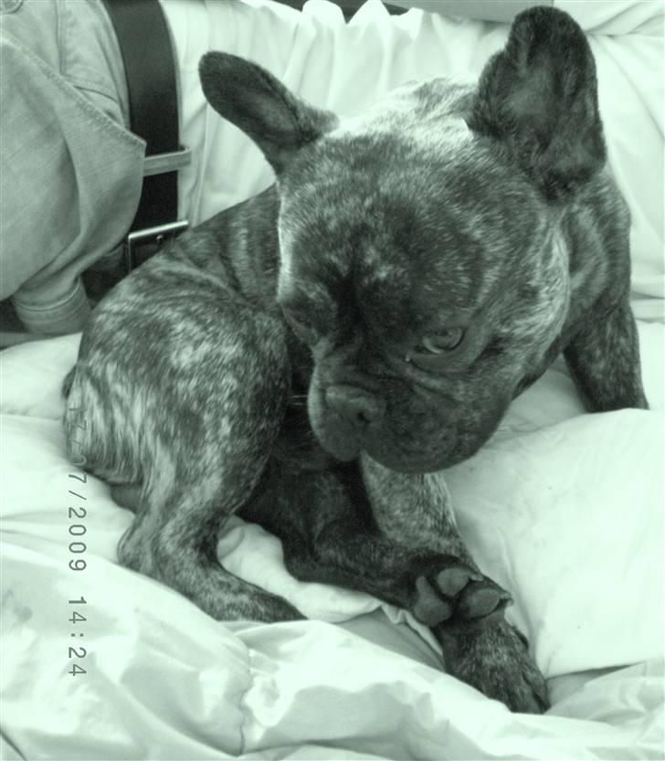 Fransk bulldog Tyson billede 1