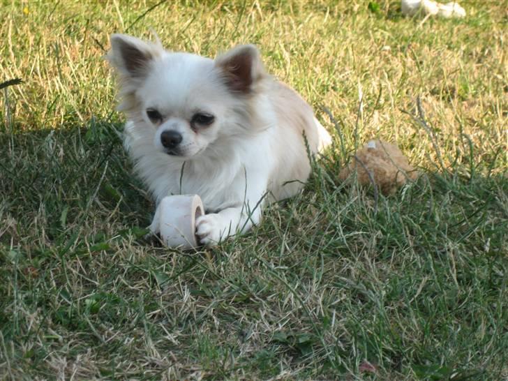 Chihuahua Sado billede 13