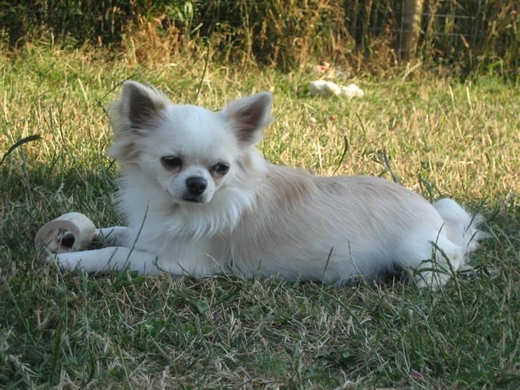 Chihuahua Sado billede 14