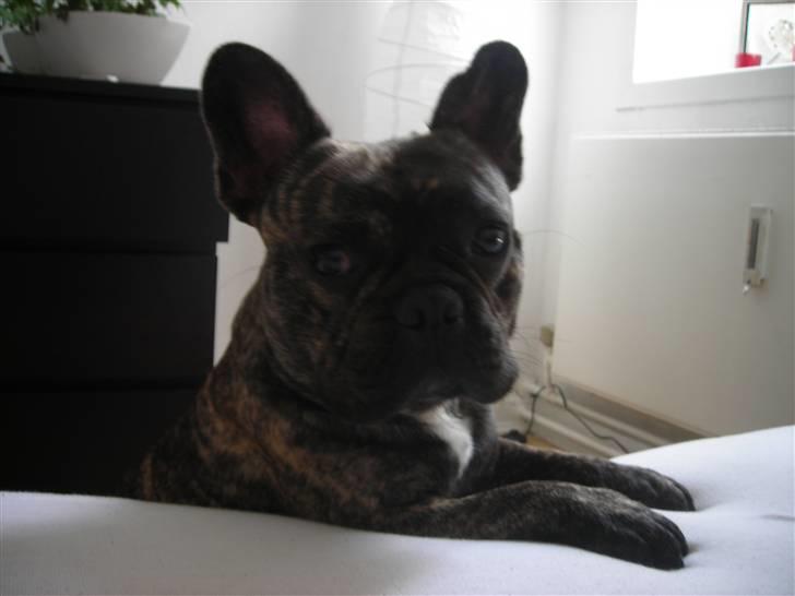 Fransk bulldog Tyson billede 2