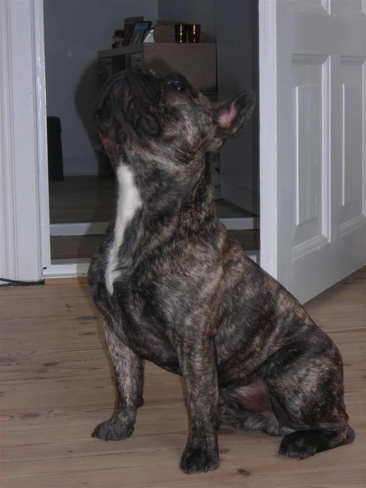 Fransk bulldog Tyson billede 3