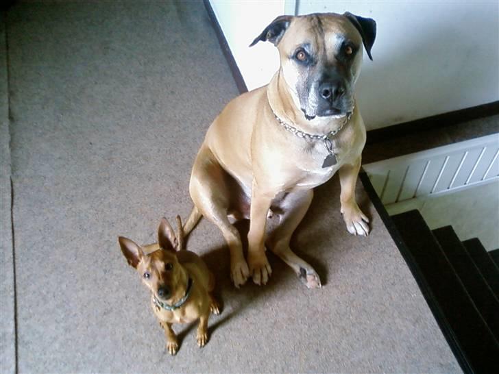 Dvaergpinscher Junior billede 17