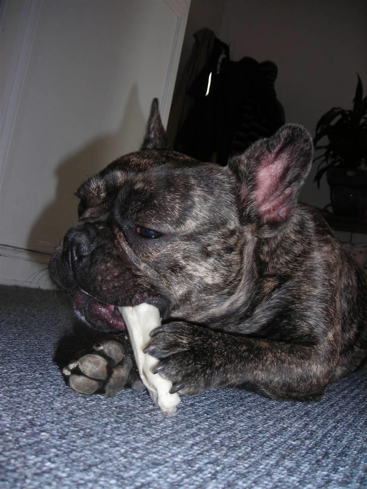 Fransk bulldog Tyson billede 4