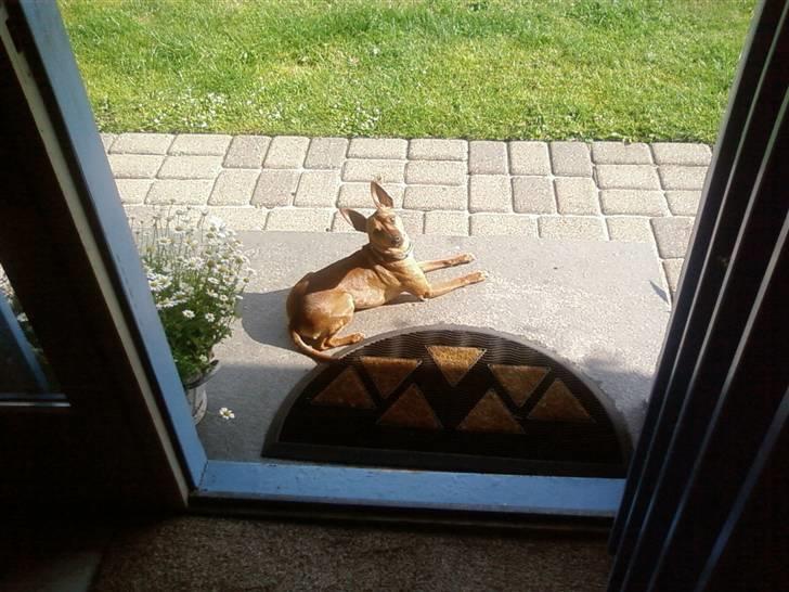 Dvaergpinscher Junior billede 18