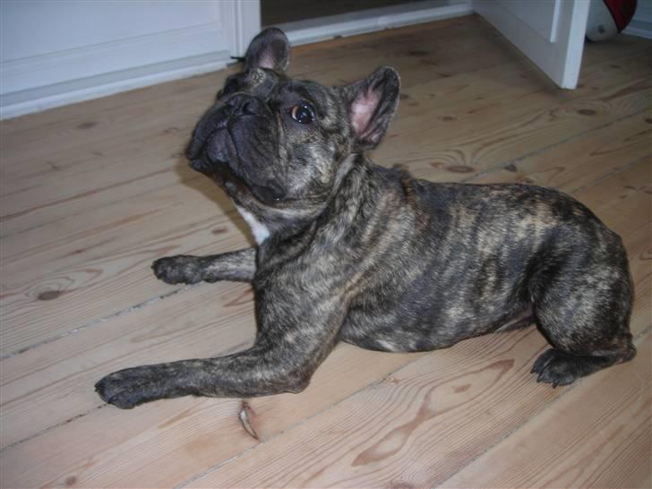 Fransk bulldog Tyson billede 5