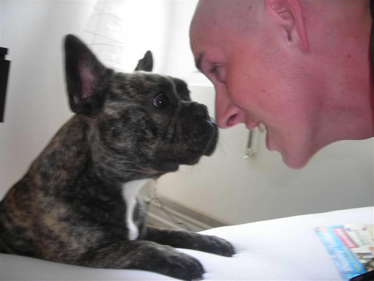 Fransk bulldog Tyson billede 6