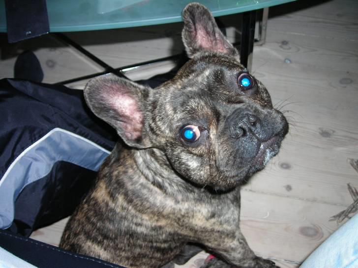 Fransk bulldog Tyson - det var ikke mig som tissede over i hjørnet;) billede 7