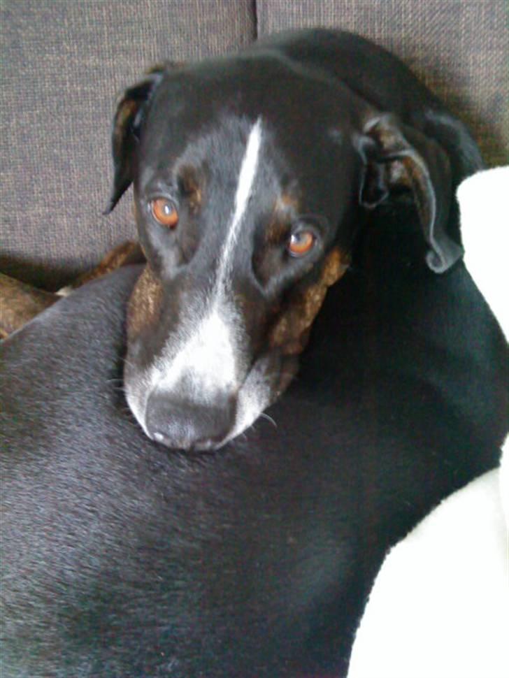 Blanding af racer Laiko billede 12