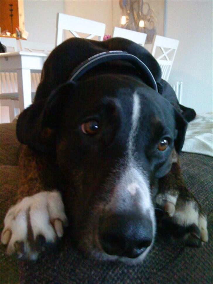 Blanding af racer Laiko billede 13